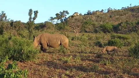 CLIP: Cuộc săn táo bạo của sư tử đơn độc nhằm vào tê giác con