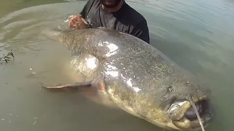 CLIP: Cần thủ bắt được "thủy quái sông" dài 2,5m, nặng hơn 120kg