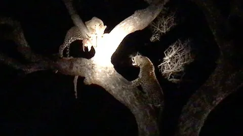 CLIP: Cuộc chiến tranh mồi khốc liệt giữa hai con báo, linh cẩu bất ngờ trúng “lộc trời”