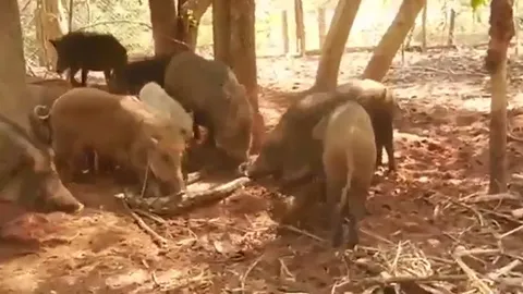CLIP: Trăn khốn đốn dưới nanh vuốt đàn heo rừng hung dữ