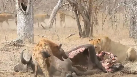 CLIP: Sư tử cái bị bầy linh cẩu hợp sức đánh cho "tơi tả" khi liều lĩnh cướp mồi