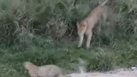 CLIP: Bị sư tử tập kích bất ngờ, báo hoa mai có phản ứng khiến kẻ đi săn 'muối mặt'