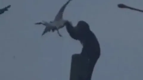 CLIP: Ớn lạnh khoảnh khắc khỉ mũ hành hung chim mòng biển dã man rồi ăn thịt