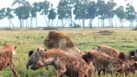 CLIP: Đi nhầm vào địa bàn của linh cẩu, sư tử bị 'đánh hội đồng' và cái kết kịch tính ở phút chót