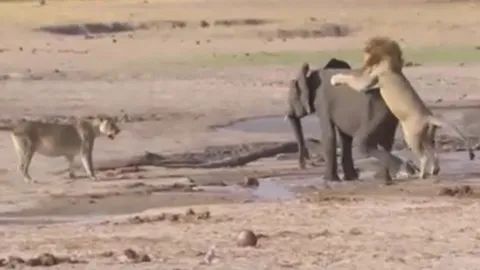 CLIP: Voi con lạc đàn bị sư tử hạ gục trong tích tắc 