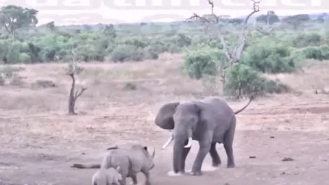 CLIP: Hùng hổ lao lại tấn công voi, tê giác nhận ngay kết cục bẽ bàng