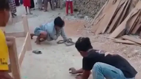 CLIP: Trình diễn màn hôn rắn hổ mang chúa để kiếm tiền, thanh niên nhận cái kết bi thảm