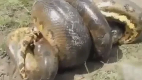 CLIP: Cá sấu quyết 'đồng quy vu tận' với trăn Nam Mỹ khổng lồ