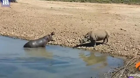 CLIP: Cuộc chiến giành lãnh thổ quyết liệt giữa hà mã và tê giác