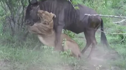 CLIP: Bị sư tử ngoạm chặt cổ, linh dương đầu bò bất ngờ vùng dậy húc văng kẻ đi săn