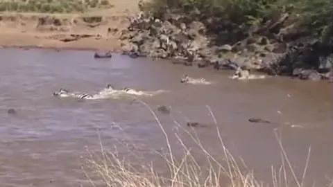 CLIP: Ngựa vằn bỏ mạng vì lọt vào ổ phục kích của cá sấu khi vượt sông