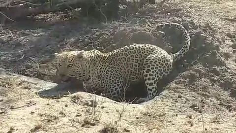 CLIP: Số phận bi thảm của lợn bướu khi gặp phải báo hoa mai