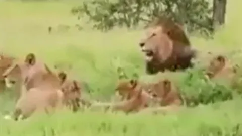 CLIP: Đang nằm nghỉ ngơi, đàn voi bất ngờ tháo chạy khi con vật này xuất hiện