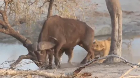 CLIP: Trâu rừng gục ngã trước hai "nữ chúa sơn lâm"