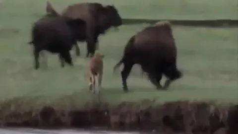 CLIP: Bò rừng mẹ bất lực nhìn gấu dữ ăn thịt con non