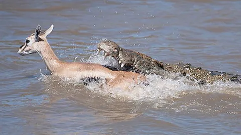 CLIP: Cá sấu phục kích, đoạt mạng linh dương Impala giữa dòng sông