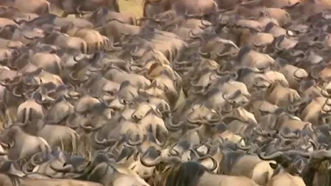 CLIP: 500 anh em linh dương đầu bò dũng cảm đối đầu báo săn cứu con thoát chết