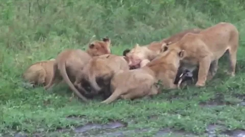 CLIP: Bầy sư tử hợp sức hạ gục lợn rừng trong cuộc săn tàn khốc