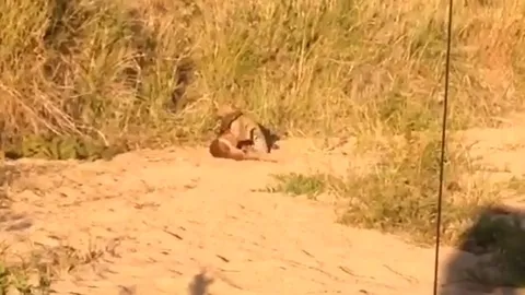 CLIP: Báo hoa mai ẩn rình mồi, hạ gục nai đực trong tích tắc