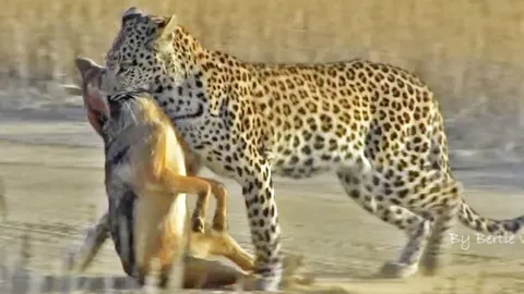 CLIP: Chó hoang 'cù nhầy' với báo hoa mai và phải trả giá bằng cả tính mạng