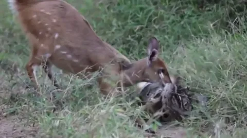 CLIP: Nai mẹ dũng cảm đối đầu trăn khổng lồ để cứu con