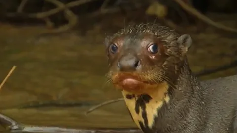 CLIP: Cá sấu Caiman tháo chạy thảm hại khi bị rái cá hợp lực “dạy dỗ”