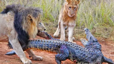 CLIP: Lên bờ nghỉ ngơi, cá sấu bị sư tử 'đánh hội đồng'