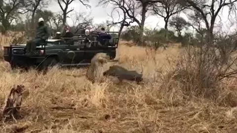 CLIP: Bị báo hoa mai tóm được, lợn rừng vẫn thoát chết ngoạn mục nhờ 'vị cứu tinh'