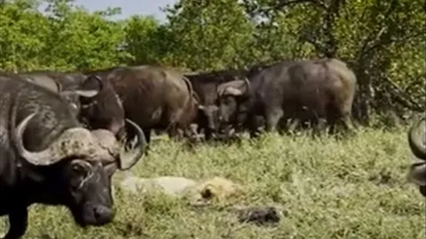 CLIP: Sư tử già nhận cái kết thê thảm sau khi bị đàn trâu rừng hành hạ