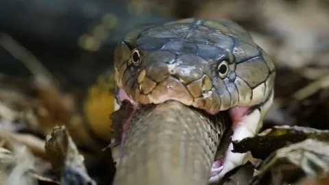 CLIP: Hổ mang chúa khổng lồ nuốt chửng rắn săn chuột trong chớp mắt