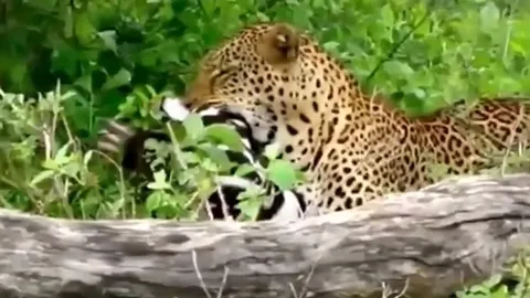 CLIP: Báo hoa mai hạ gục ngựa vằn non, kéo xác lên cây để tránh kẻ thù