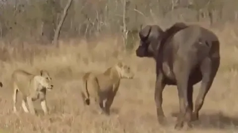 CLIP: Sư tử hoảng loạn tháo chạy trước cơn thịnh nộ dữ dội của bầy trâu rừng