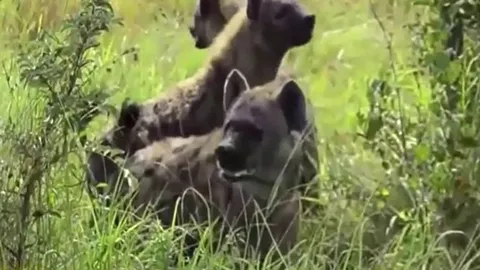 CLIP: Sư tử bị bầy linh cẩu truy đuổi, bất đắc dĩ phải leo cây để thoát thân