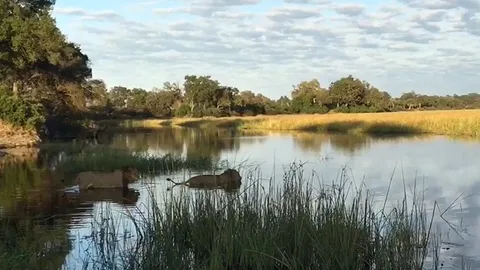 CLIP: Cuộc đụng độ nghẹt thở dưới nước giữa cá sấu và hai con sư tử đực