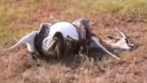 CLIP: Trăn khổng lồ siết chặt linh dương đến chết