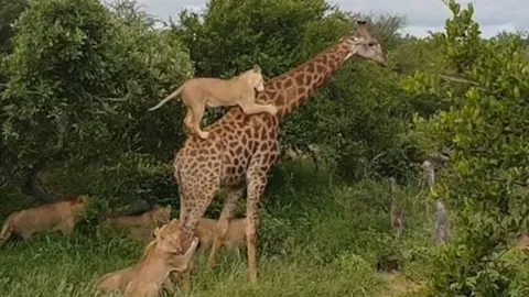 CLIP: Sư tử phi thân lên không trung, đoạt mạng hươu cao cổ trong nháy mắt