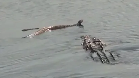 CLIP: Cá sấu hạ gục rắn độc khổng lồ trong tích tắc
