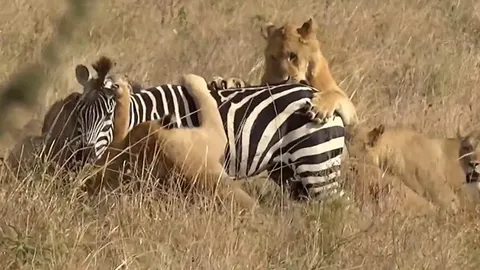CLIP: Bầy sư tử phối hợp săn mồi, hạ gục ngựa vằn trong chớp mắt