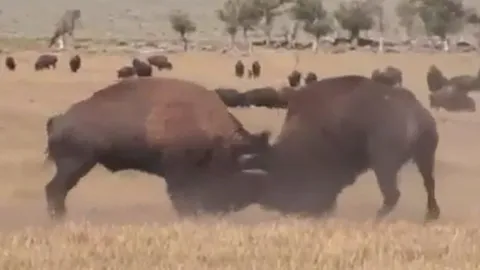 CLIP: Cuộc đối đầu mãn nhãn giữa hai "chiến binh" bò rừng bison
