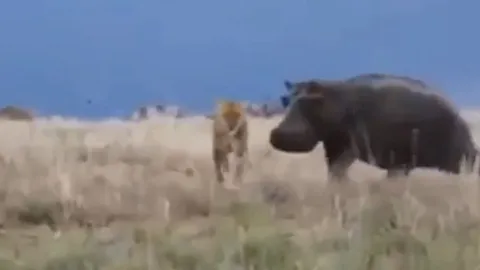 CLIP: Sư tử bị hà mã cắn vỡ đầu vì chủ quan