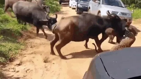 CLIP: Bị đàn trâu rừng điên cuồng truy sát, báo hoa mai nhận kết cục khó tin