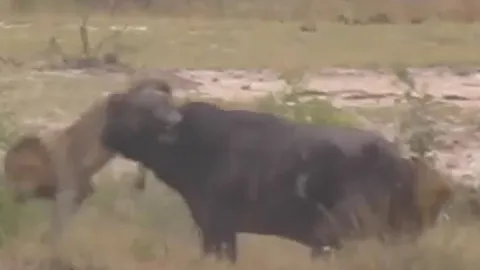 CLIP: Đi săn trâu rừng, sư tử bi con mồi 'hành' cho thừa sống thiếu chết