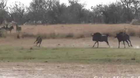 CLIP: Đi dạo trong lãnh địa của linh dương đầu bò, báo săn bị con mồi 'dí chạy té khói'