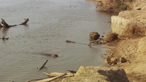 CLIP: Sư tử tháo chạy thục mạng khi bị hà mã “nổi điên” truy đuổi