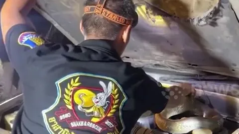 CLIP: Kinh hãi trước màn bắt rắn hổ mua chúa nặng hơn 10kg ẩn nấp trong ô tô