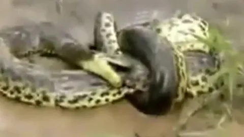 CLIP: Rùng mình cảnh trăn khổng lồ siết chặt và nuốt chửng cá sấu dưới nước