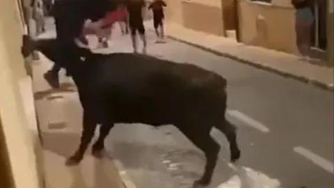 CLIP: Bò tót nổi điên, tấn công dã man thiếu niên giữa đường phố