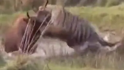 CLIP: Săn bò rừng sắp thành công, hổ bất ngờ bỏ chạy khi 'kẻ thứ 3' xuất hiện