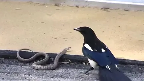 CLIP: Thành công hạ gục rắn chuột, chim khách không ăn thịt mà làm ra hành động khó hiểu