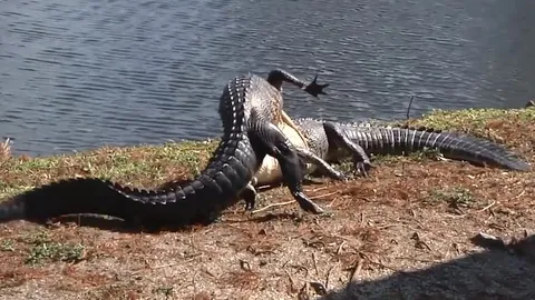 CLIP: Cá sấu ác chiến quyết liệt giành 'địa bàn'